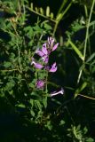 род Polygala