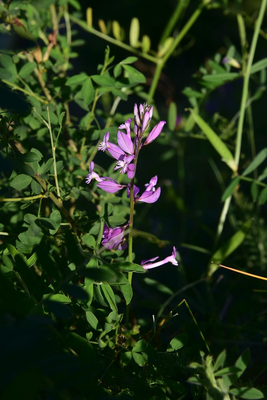 Изображение особи род Polygala.