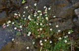 Erigeron karvinskianus. Цветущее растение. Португалия, о-в Мадейра, южный склон плато Паул-да-Серра, ≈ 1000 м н.у.м., на скале. 10.06.2026.