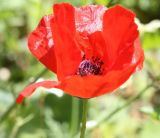 Papaver umbonatum. Цветок. Израиль, г. Кирьят-Оно, у дороги. 27.02.2011.