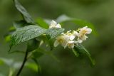 Philadelphus caucasicus. Верхушка побега с соцветием. Краснодарский край, Апшеронский р-н, окр. хут. Травалёв, широколиственный лес. 12.06.2026.