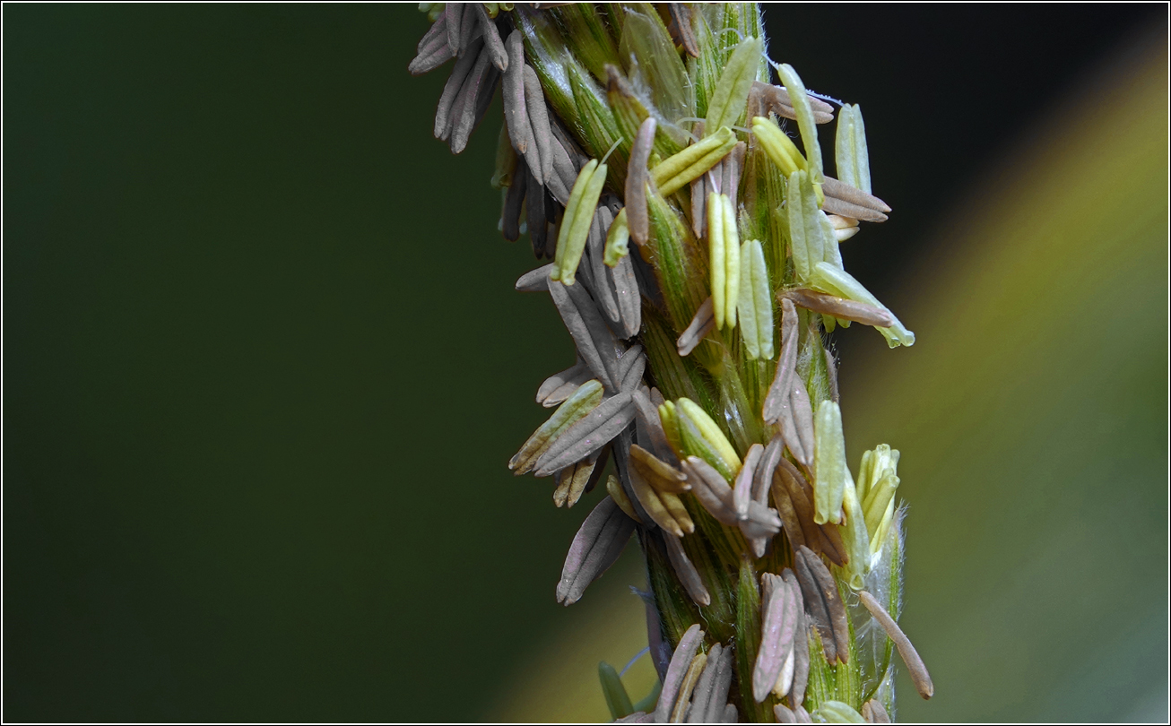 Image of Zea mays specimen.