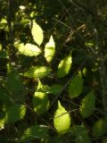 Ulmus pumila. Побег. Республика Молдова, муниципалитет Кишинёв, г. Кодру, пустырь. 1 августа 2026 г.