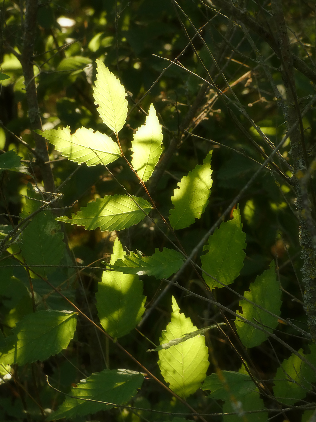 Image of Ulmus pumila specimen.
