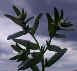 Image of taxon representative. Author is Иван Бобырь