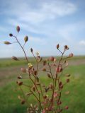 Hymenolobus procumbens