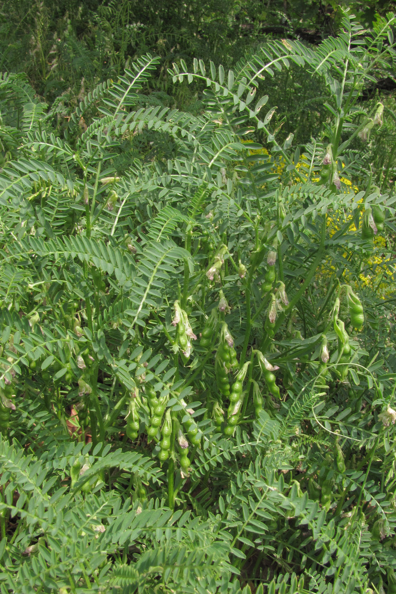 Image of Vicia ervilia specimen.