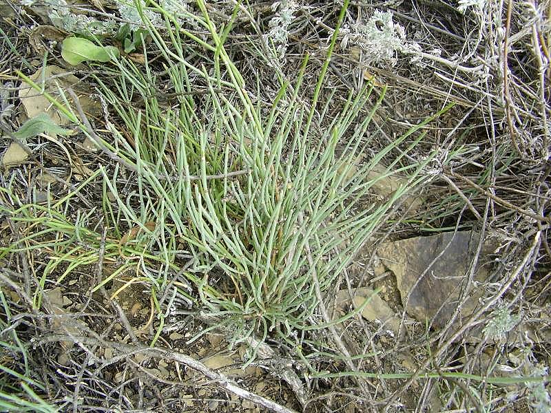 Изображение особи Ephedra monosperma.