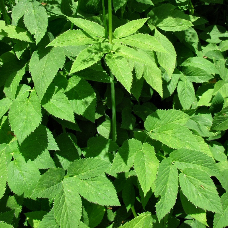 Image of Aegopodium podagraria specimen.