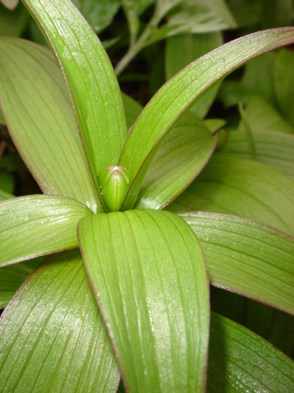 Image of Fritillaria camschatcensis specimen.