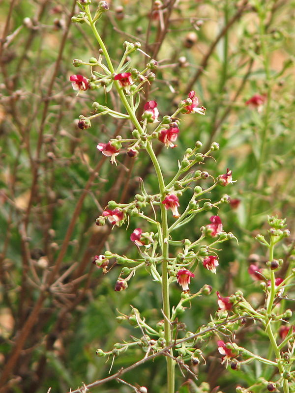 Image of Scrophularia granitica specimen.