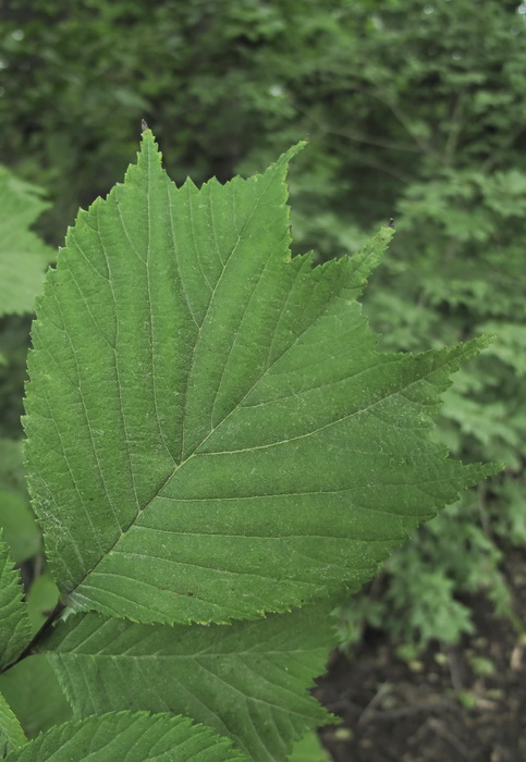 Изображение особи Ulmus laciniata.