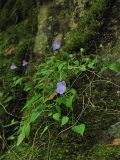 Campanula carpatica