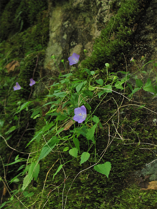 Изображение особи Campanula carpatica.