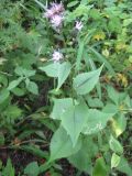 Saussurea grandifolia. Верхняя часть цветущего растения. Приморский край, окр. г. Находка, в дубовом лесу. 09.09.2011.
