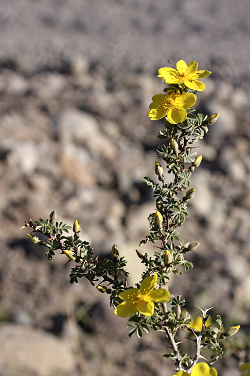 Image of Rosa ecae specimen.