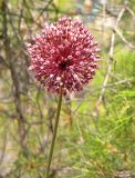 Allium ampeloprasum. Верхушка растения с соцветием. Греция, окр. г. Лутраки, горный склон. 04.06.2011.