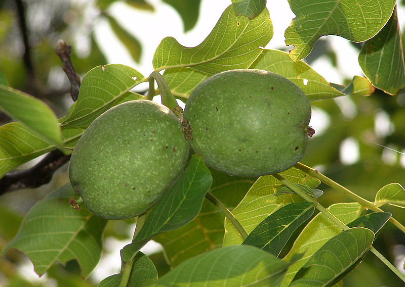 Image of Juglans regia specimen.