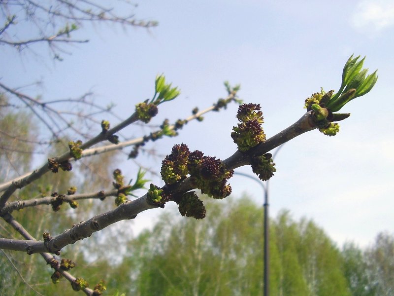 Изображение особи Fraxinus pennsylvanica.