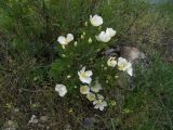 Rosa spinosissima