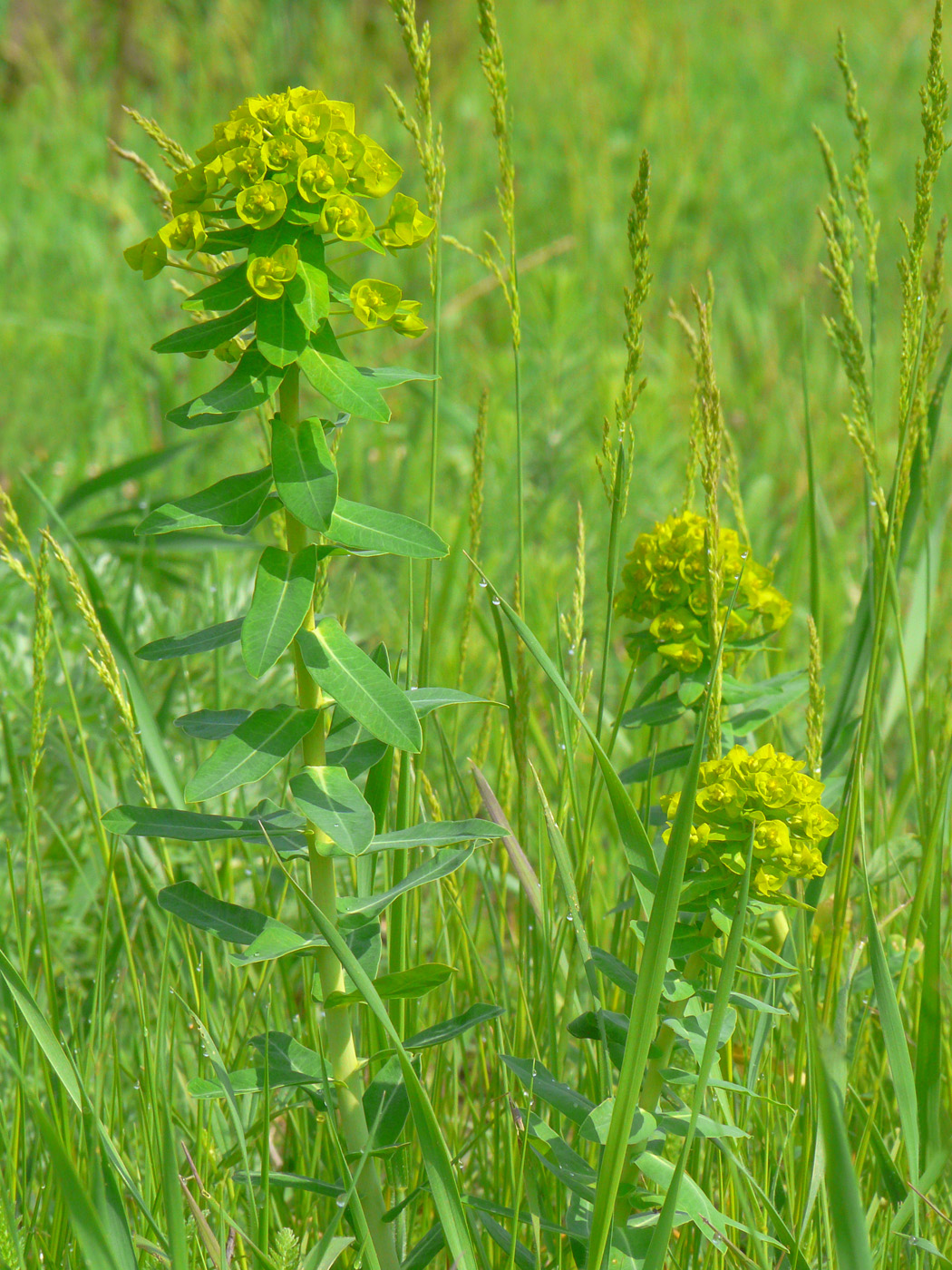 Image of Euphorbia agraria specimen.