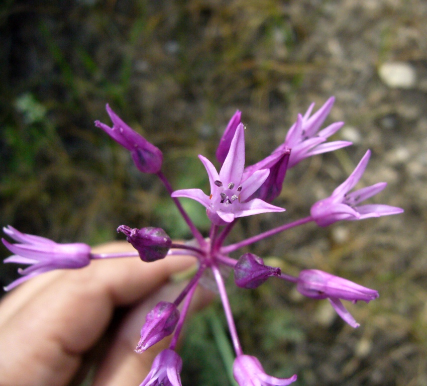Изображение особи Allium xiphopetalum.
