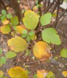 Spiraea chamaedryfolia