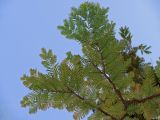 Metasequoia glyptostroboides