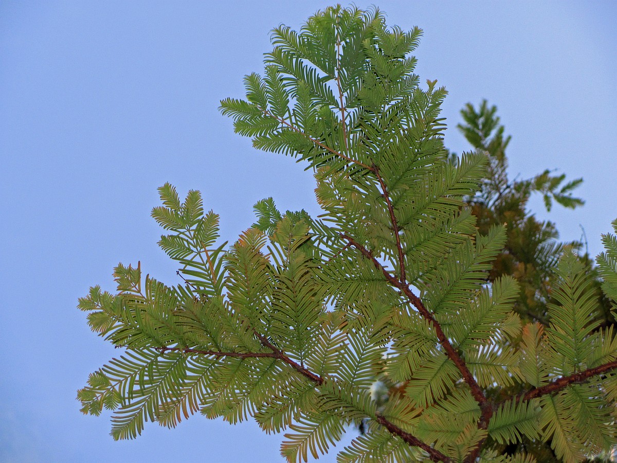 Изображение особи Metasequoia glyptostroboides.