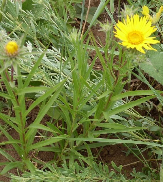 Изображение особи Inula ensifolia.