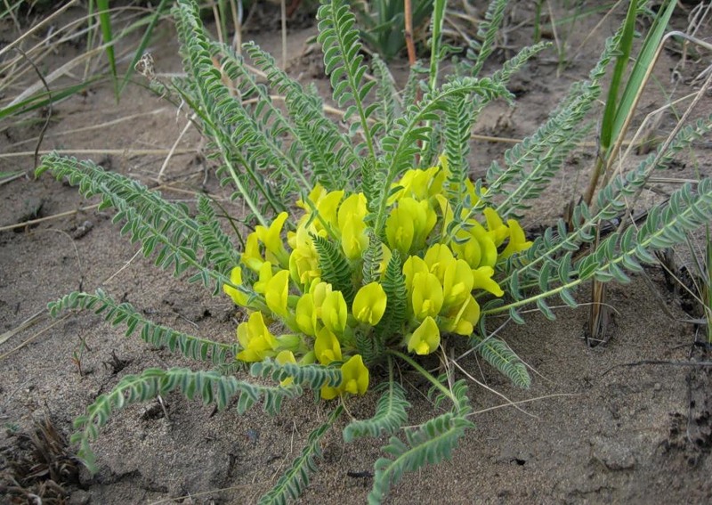 Изображение особи Astragalus buchtormensis.