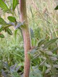 Cirsium polonicum