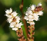 Bistorta vivipara. Верхушки соцветий. Мурманская обл., Кандалакшский р-н, пос. Лувеньга, приморский луг на побережье Белого моря. 29.06.2010.