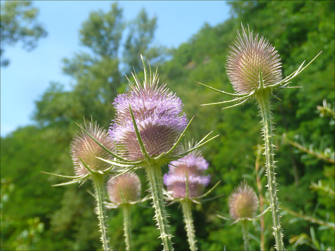 Изображение особи Dipsacus fullonum.