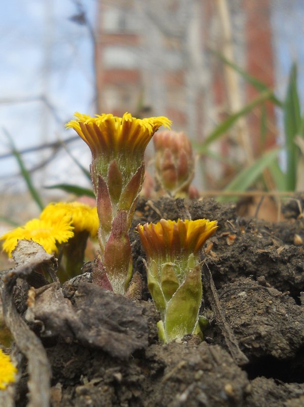 Image of Tussilago farfara specimen.