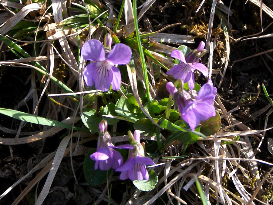 Image of Viola pyrenaica specimen.