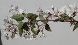 Deutzia scabra. Ветвь с соцветиями. Германия, г. Кемпен, у пешеходной дорожки. 04.05.2012.
