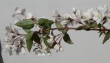 Deutzia scabra