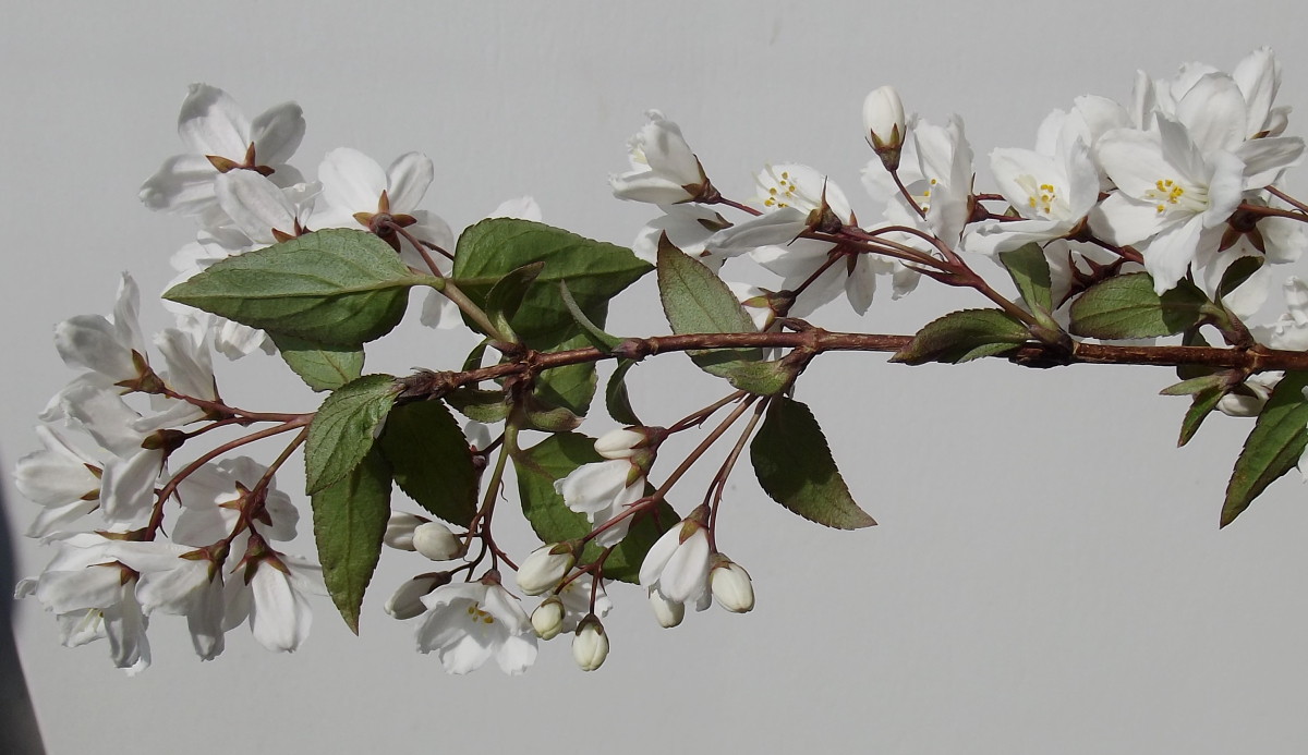 Изображение особи Deutzia scabra.