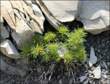 Veronica filifolia