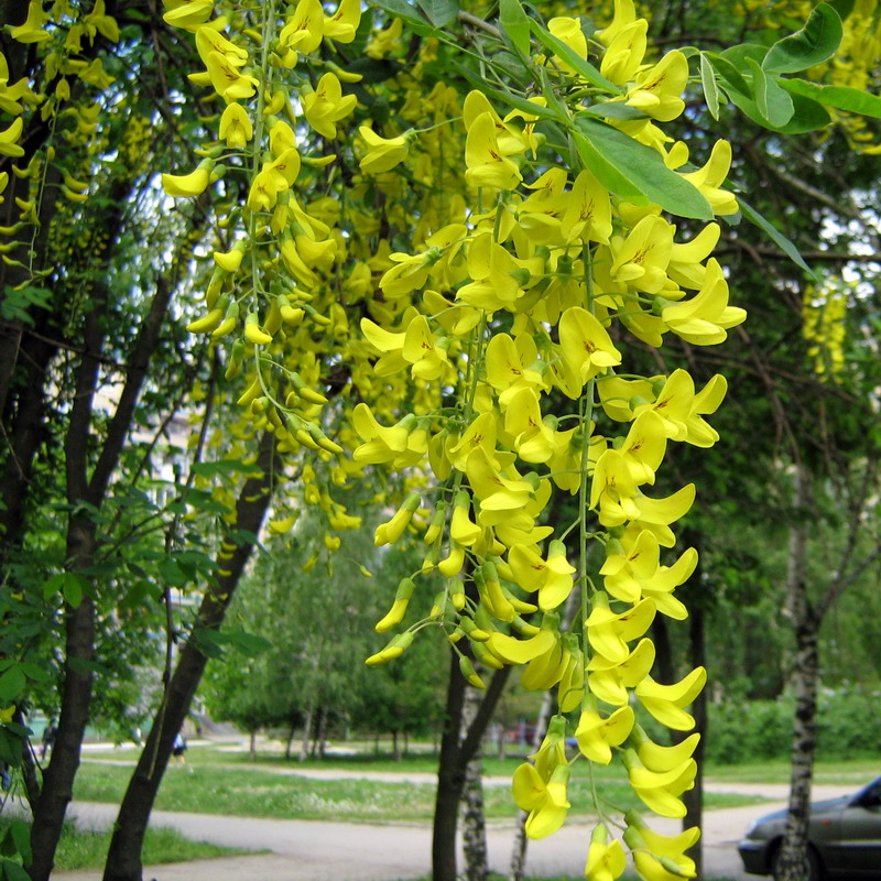 Изображение особи Laburnum anagyroides.