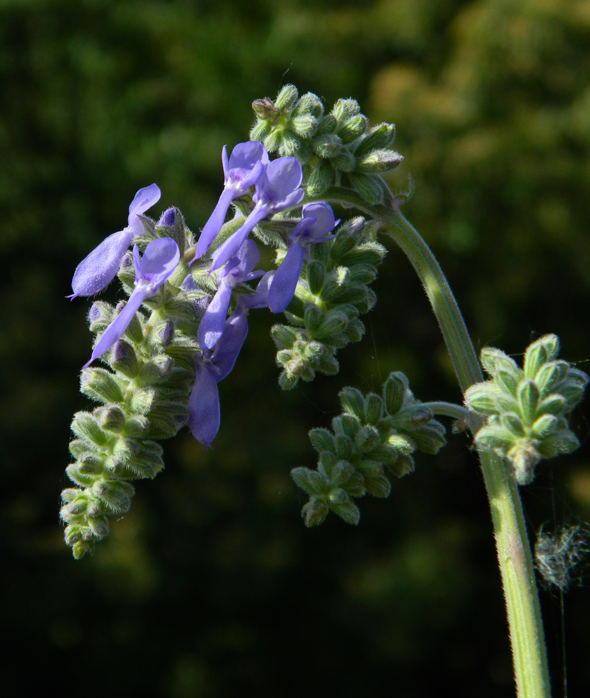 Image of Salvia nutans specimen.
