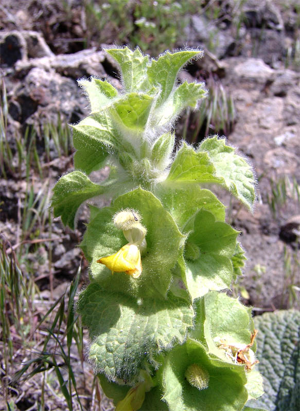 Изображение особи Eremostachys macrophylla.