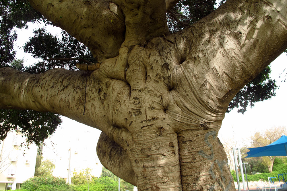 Image of Ficus microcarpa specimen.