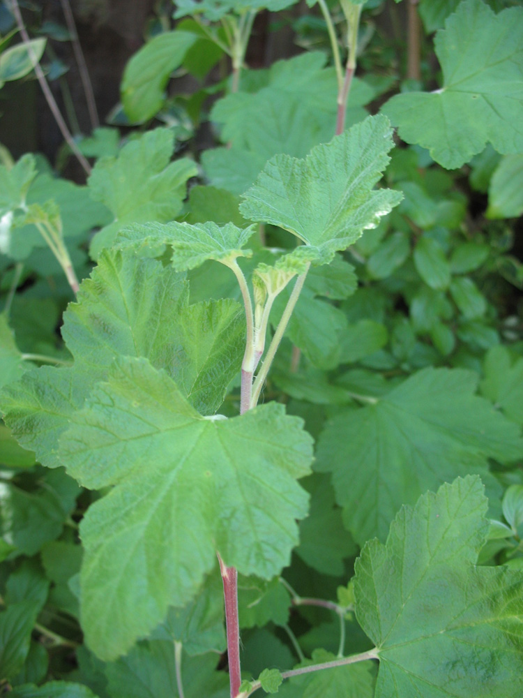 Image of genus Ribes specimen.