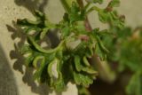 Lamium glaberrimum
