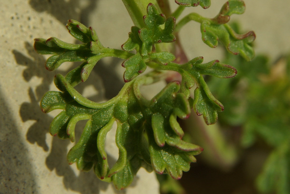 Image of Lamium glaberrimum specimen.