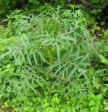 Cirsium pendulum