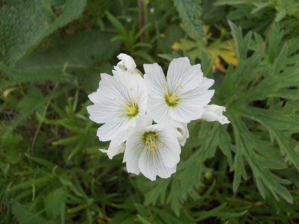 Image of Cerastium maximum specimen.