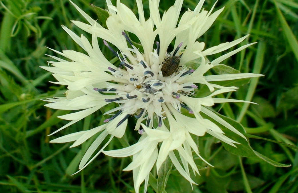 Image of Centaurea cheiranthifolia specimen.